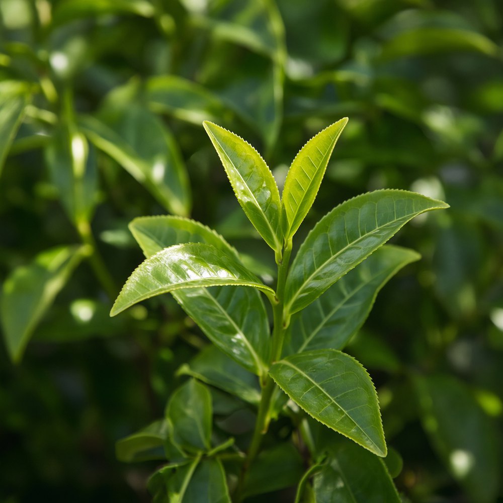 L-Theanine